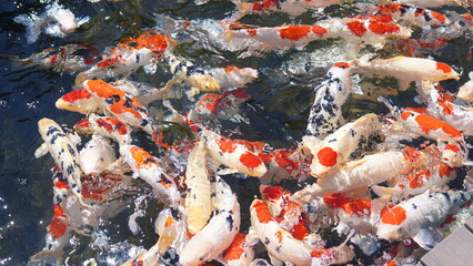 Colorful koi fish swarm near the water's surface, creating a vibrant display of orange, white, and...
