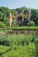 菜の花と鯉のぼり