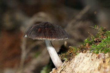 湿潤な杉林にクロフチシカタケキノコが育つ自然環境下マクロ）