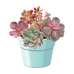 Succulent flowers in a pot on a white background. Desert and tropical indoor plants with thorns.
