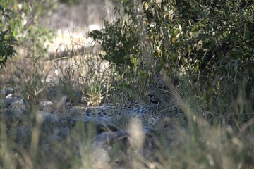 Leopard in wild savanna , Animal of africa