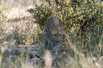 Leopard in wild savanna , Animal of africa