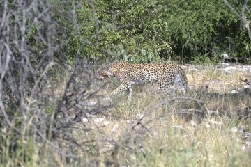 Leopard in wild savanna , Animal of africa