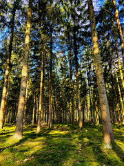 Springtime tulip fields flourish in vibrant colors across Flevoland, Netherlands