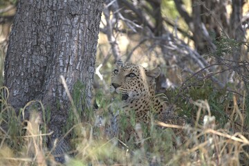 Leopard in wild savanna , Animal of africa