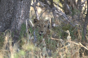 Leopard in wild savanna , Animal of africa