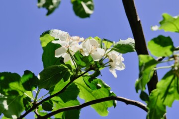 ニュートンのりんごの花