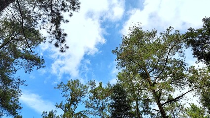 Looking Up Through Pine Trees, Tree and Cloud View to Sky, Forest Canopy