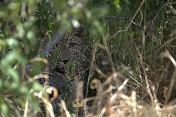 Leopard in wild savanna , Animal of africa