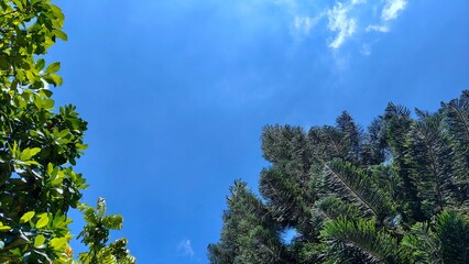  Sky view with trees and architecture. Trees forming silhouettes against a bright blue sky.