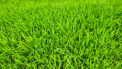 Fresh green grass natural background