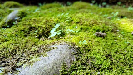 Close-up of bright green moss and 
lichens on a textured rock surface
