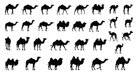 Set of black silhouettes of camels in different poses, isolated, vector illustration.