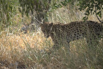 Leopard in wild savanna , Animal of africa