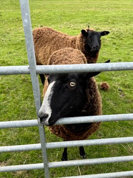 Brown Saddleback Zwartbles Sheep looking through a metal fence. Derbyshire, England, UK.