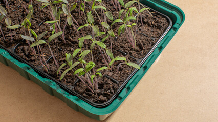 Young seedlings sprout in a green tray, symbolizing spring gardening and Earth Day eco-friendly...