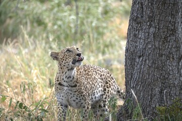 Leopard in wild savanna , Animal of africa