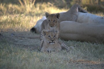 Lions cubs in wild savanna , Animal of africa