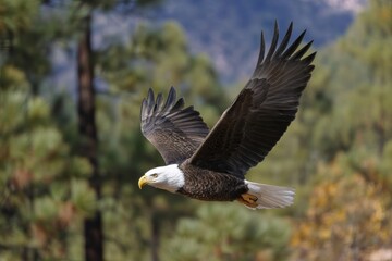 Obraz premium Majestic Bald Eagle Soaring Through Lush Forests with Pine Trees and Mountains Beneath the Bright Sky