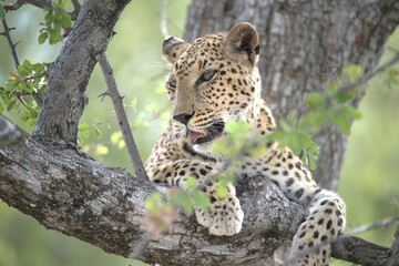 Leopard in wild savanna , Animal of africa
