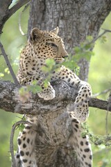 Leopard in wild savanna , Animal of africa