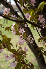 close-up of cherry blossom branches with pink petals and green leaves against a background of blurred grass, capturing the essence of springtime tranquility and natural beauty. verdant, joyful