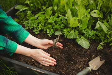 Eco-Friendly Lifestyle: Woman Planting in Backyard Garden