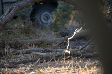 Leopard in wild savanna , Animal of africa