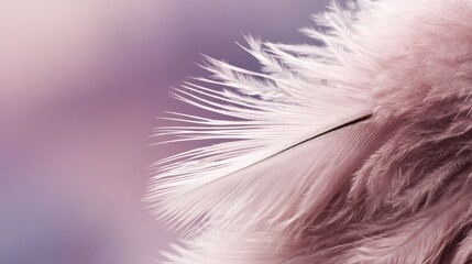 Overhead view showcases a delicate setup of pale rose-colored plumes forming a soft textured surface, accented by empty space perfect for creative designs