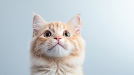Cream Tabby Kitten Soft Fur, Close-up Studio Shot, High-Resolution Soft Lighting, Portrait View, Intrigued Expression, Simple Background, Warm Gentle Tones, Perfect for Pet Adoption Ads