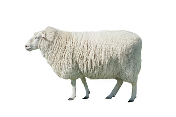 Big beautiful sheep isolated on white background