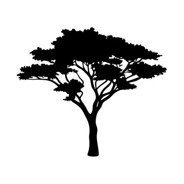 Download african acacia tree silhouette vector art graphic design element for free use and illustration
