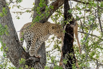 Leopard in wild savanna , Animal of africa