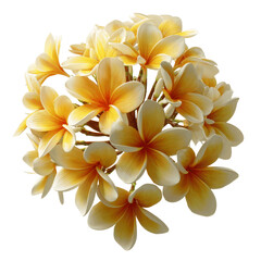 Fototapeta premium Lush Bouquet of Golden Plumeria Flowers