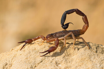 Israeli Gold Scorpion (Scorpio maurus) standing alert on sandy rock. Arid desert landscape. Poised and ready to strike.