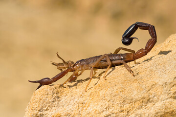 Israeli Gold Scorpion (Scorpio maurus) capturing prey on rocky terrain. Dry sandy background. Sharp natural behavior focus.
