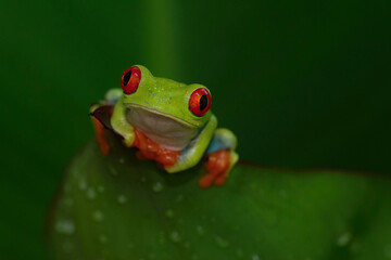 Red-eyed tree frog (Agalychnis callidryas). Bright frog peers from behind rainforest leaf. Moist jungle vegetation. Striking pose with front limbs and intense eye contact.