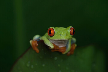 Red-eyed tree frog (Agalychnis callidryas). Tree frog faces forward with wide alert eyes. Dark leafy jungle backdrop. Playful expression with bright contrasting hues.