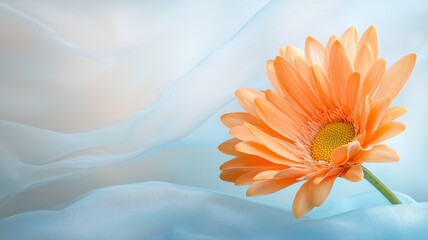 Fototapeta premium Peach Gerbera Daisy on Light Blue Fabric gerbera daisy peach flower pastel background flower floral