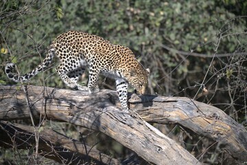 Leopard in wild savanna , Animal of africa