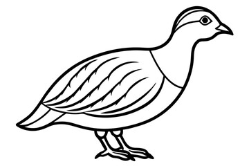 Elegant Quail Line Art