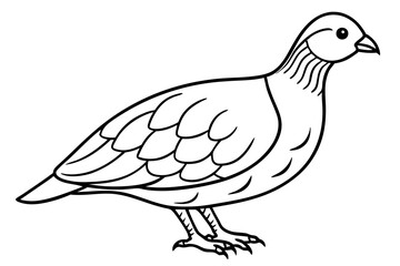 Elegant Quail Line Art
