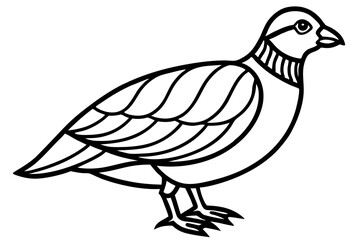 Fototapeta premium Elegant Quail Line Art