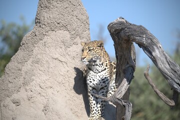 Leopard in wild savanna , Animal of africa