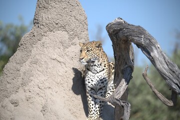 Leopard in wild savanna , Animal of africa