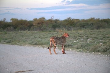 Cheetah in wild savanna , Animal of africa © Davide Antoniani