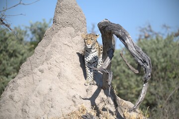 Leopard in wild savanna , Animal of africa