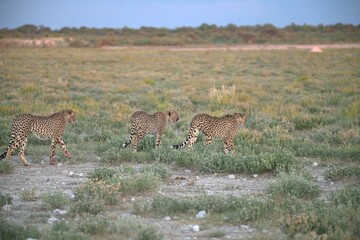 Cheetah in wild savanna , Animal of africa