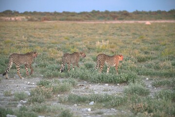 Cheetah in wild savanna , Animal of africa © Davide Antoniani