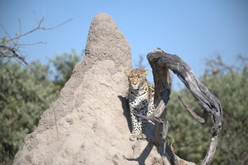 Leopard in wild savanna , Animal of africa